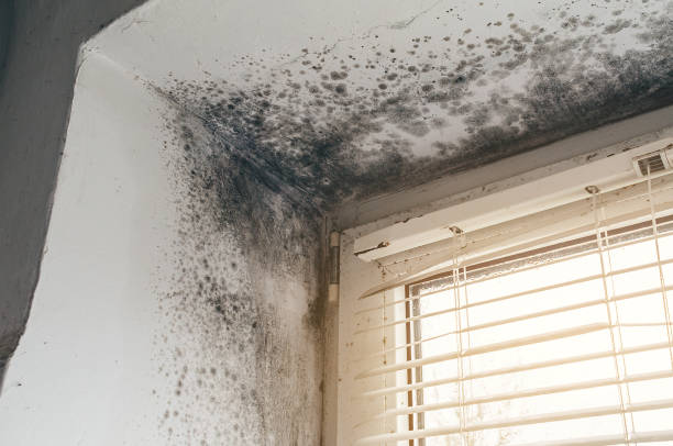 Affordable Crawl Space Mold Remediation solutions in Bunnlevel, NC